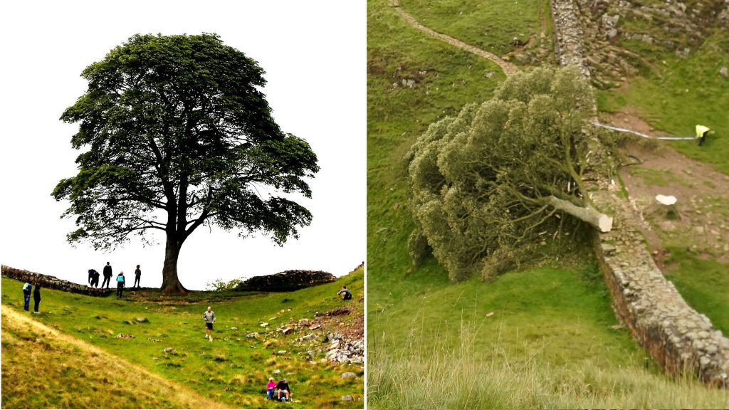 16 yaşındaki çocuk İngiltere’de sembol haline gelen 300 yıllık ağacı kesti