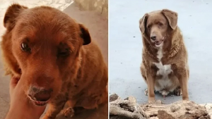 Dünyanın en yaşlı köpeği Bobi öldü