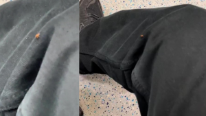 Bedbugs spotted on London Underground