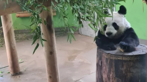 12 yıl önce Çin’den getirilen pandalara veda ediliyor