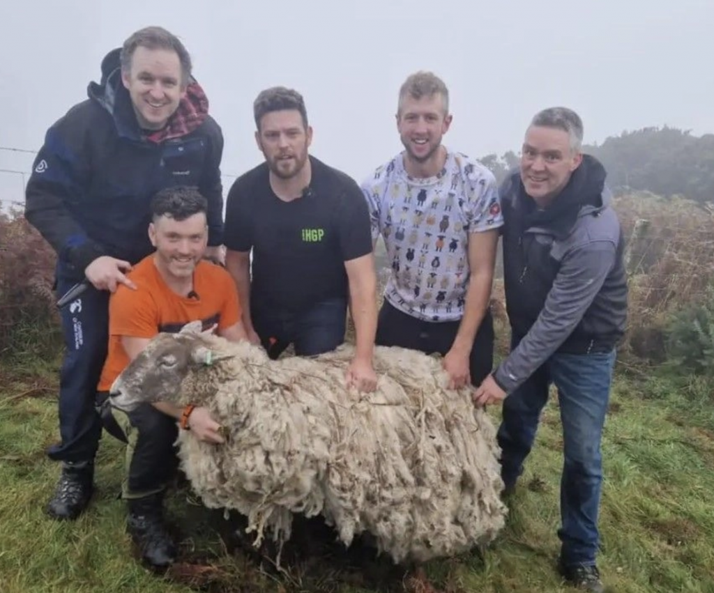 İngiltere’nin en yalnız koyunu kurtarıldı