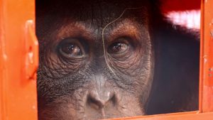 Hayvan ticaretinden kurtarılan orangutanlar ülkelerine gönderildi