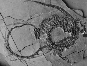 240 milyon yıllık ”ejderhanın” bütün haldeki fosili bulundu