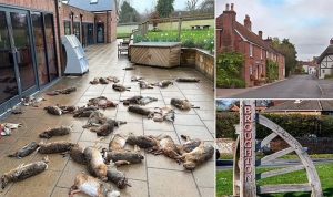 İngiltere’de dehşet olay: Dükkanın önünde ölü hayvanlar