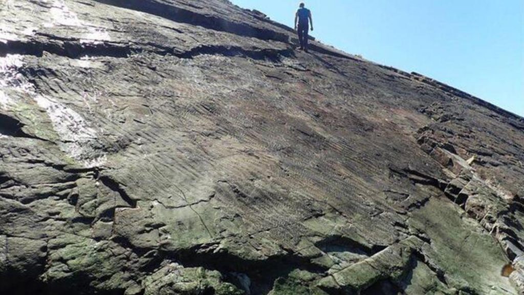 Dünyanın en eski fosilleşmiş ormanı İngiltere’de  bulundu