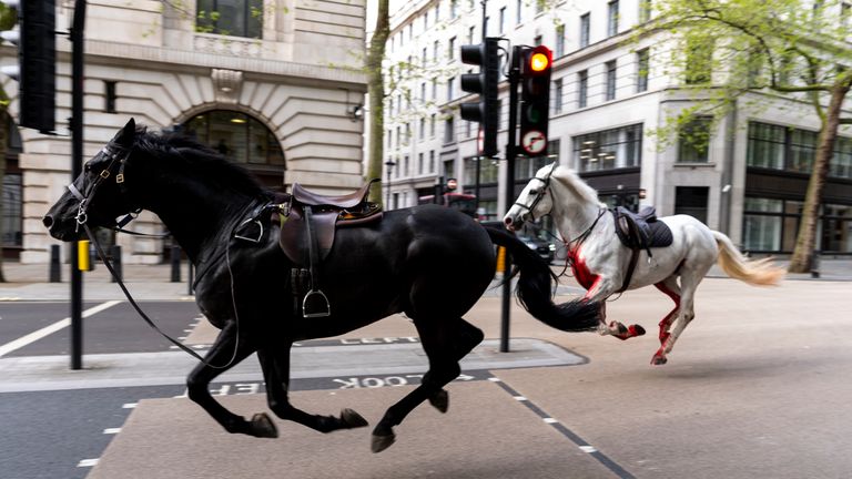 Kaçan atlar Londra şehir merkezini birbirine kattı