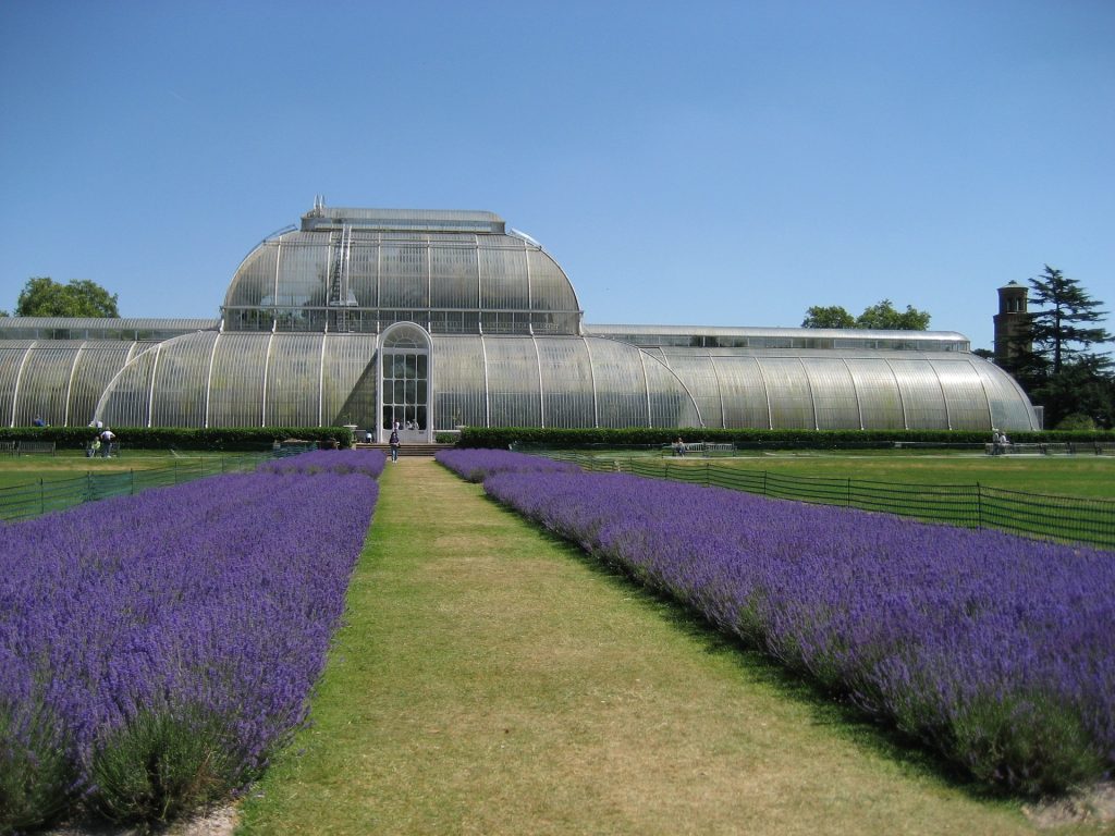 Botanik bahçesi Kew Gardens’ın yarısı iklim değişikliği nedeniyle risk altında