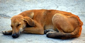 A charity in England is running a rescue project for stray dogs in Turkey