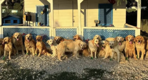 İngiltere’de bir yardım kuruluşu Türkiye’deki sokak köpekleri için ‘kurtarma projesi’ yürütüyor