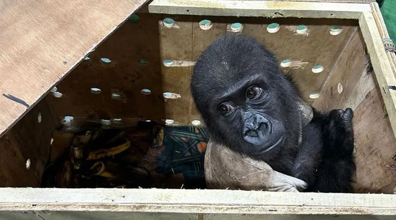 Yavru goril güvenli ellerde: Ufaklığın durumu iyi